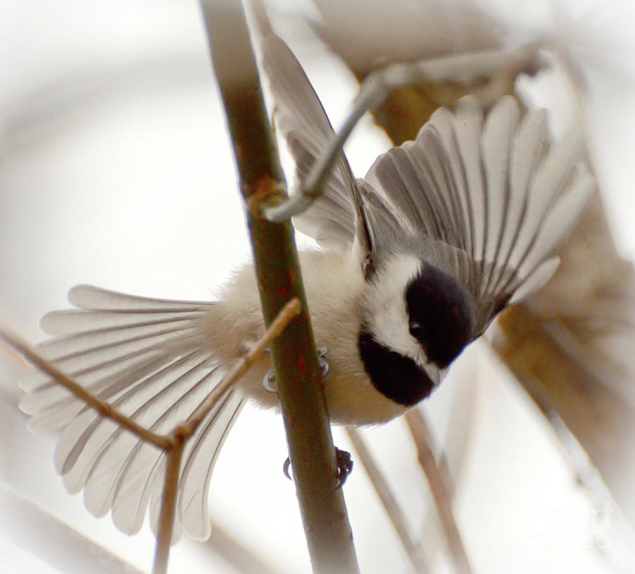 Chickadee Wings Photograph by Kerri Farley