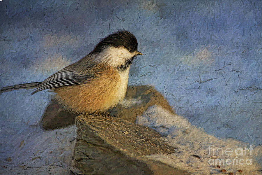 Chickadee Winter Perch Painting by Deborah Benoit