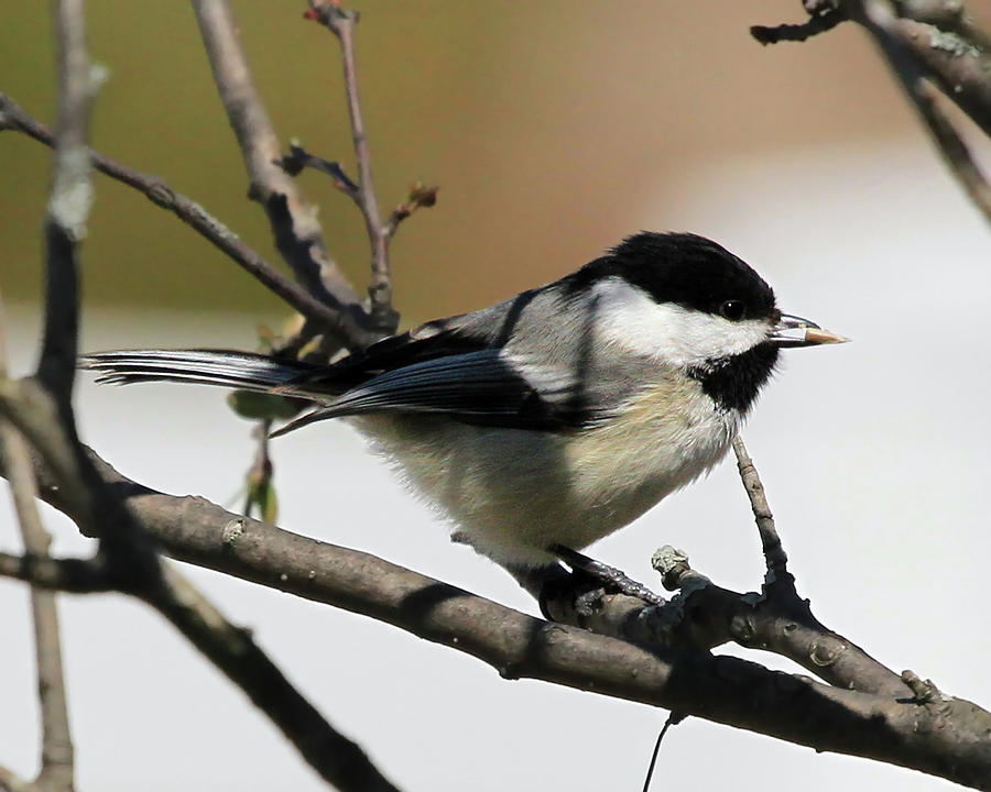 Chickadee with a sunflower seed Photograph by Jackson Pearson