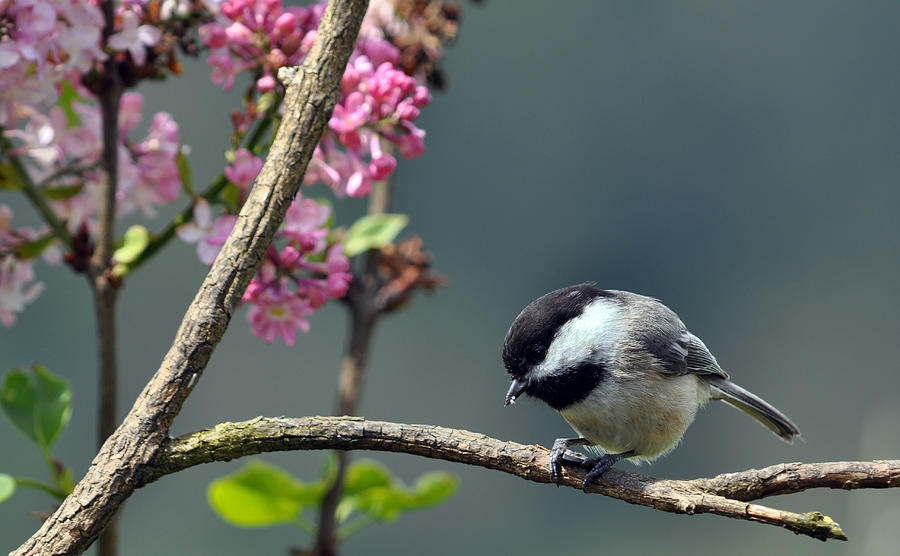 Chickadee With Lilac Background Photograph by Laura Mountainspring