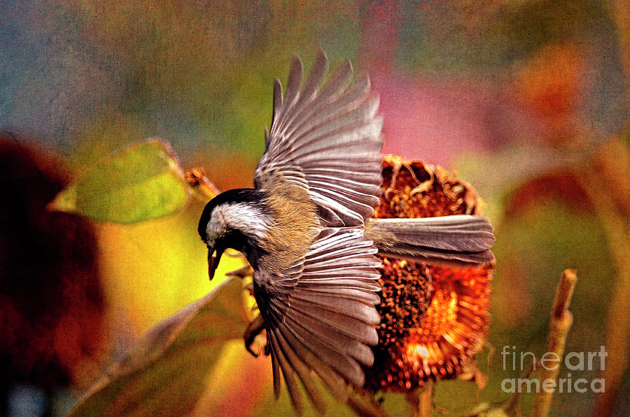 Chickadee with Seed Textured Photograph by Sharon Talson