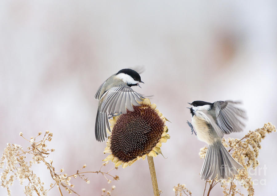 Chickadees At Sunflower Photograph by Marie Read