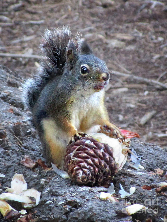 Chickaree Stripping a Pine Cone - John Muir Trail Photograph by Bruce ...