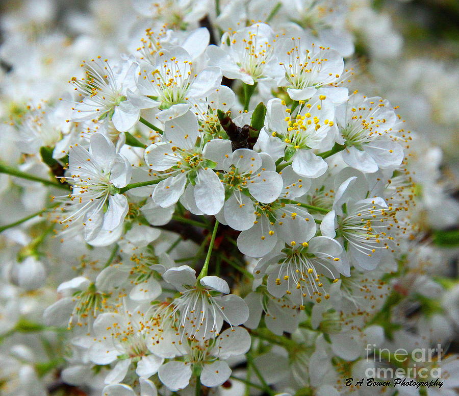 Chickasaw Plum Blooms Photograph by Barbara Bowen