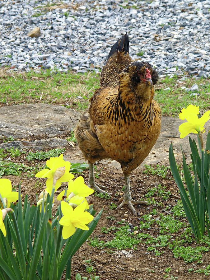 Chicken Among Daffodils Photograph by Sally Weigand