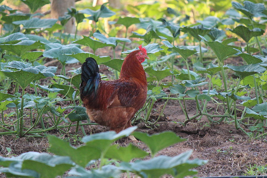 Chicken at Back of Beyond, Sri Lanka  Photograph by Jennifer Mazzucco