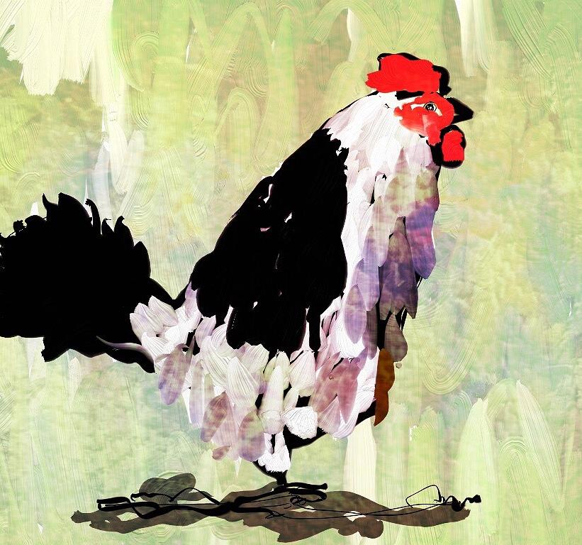 Chicken by Brett Shand Chicken by Brett Shand