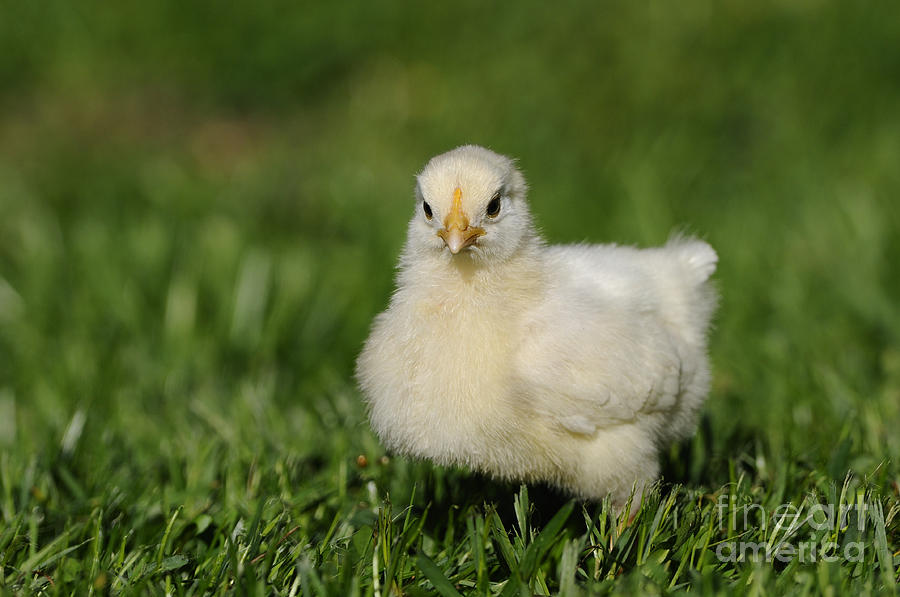 Chicken Chick Photograph by David & Micha Sheldon