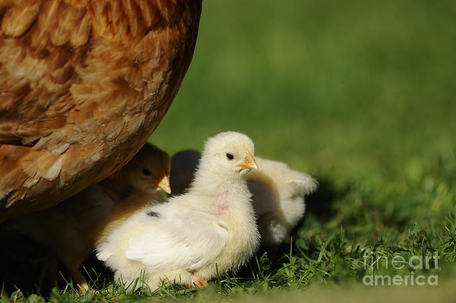 Chicken Chicks Photograph by David & Micha Sheldon
