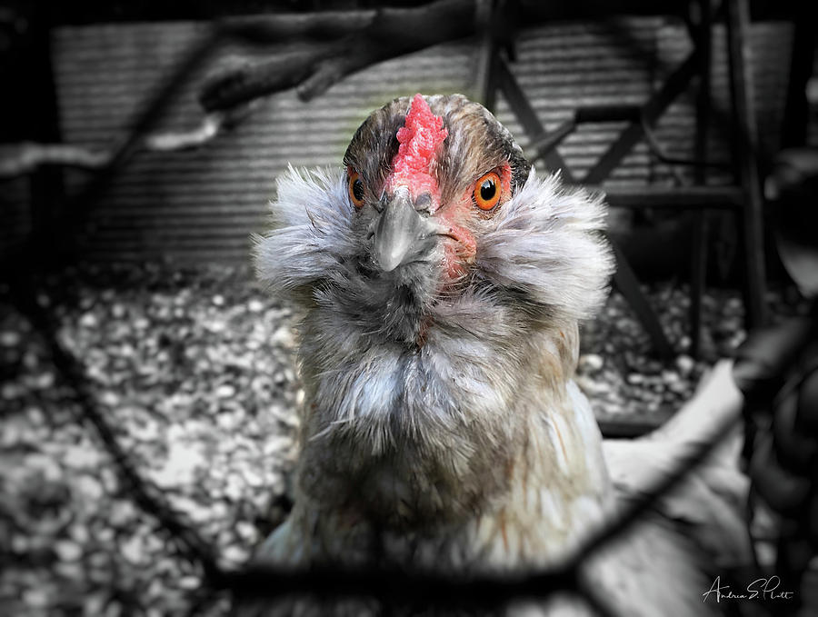 Chicken Photograph - Chicken Coop Glare by Andrea Platt