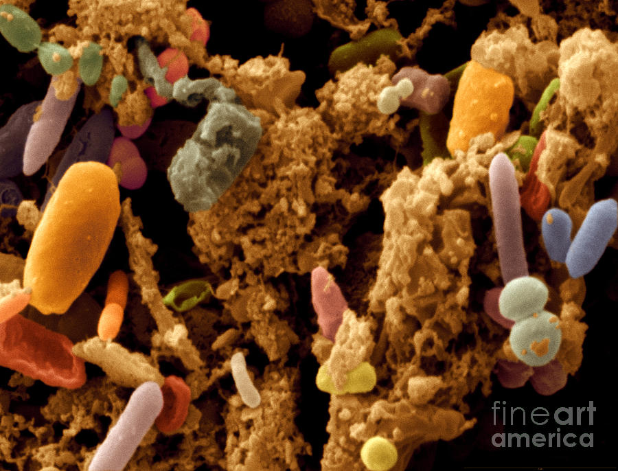 Земля без бактерий. Микроорганизмы куриного помёта. Микробное сообщество. Красный комплекс микроорганизмов. Бактерии в пищеварительной системе.