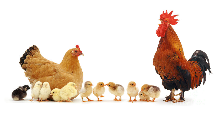 Chicken family Photograph by Warren Photographic