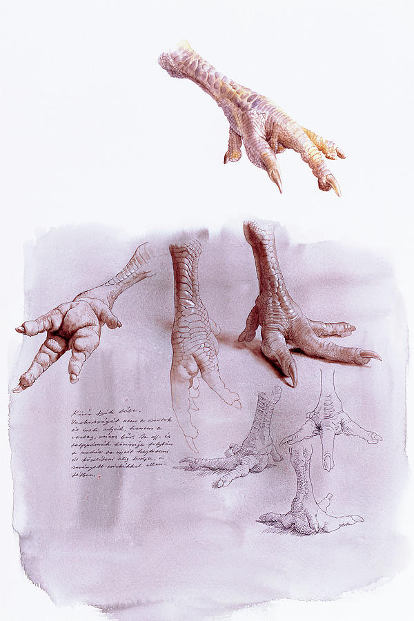 Chicken Foot Study Painting by Attila Meszlenyi