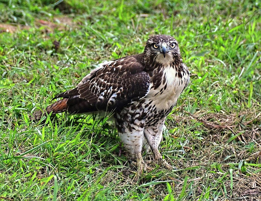 Coopers Hawk watching me Photograph by Ronda Ryan