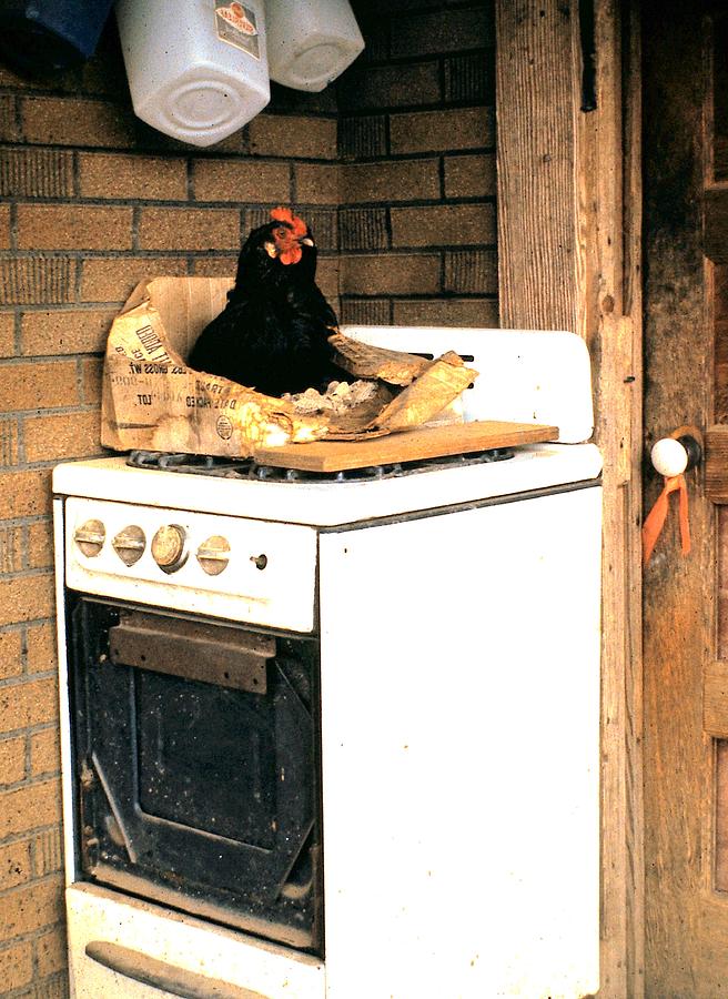 Chicken in a Box 1969 Photograph by Jim Harris