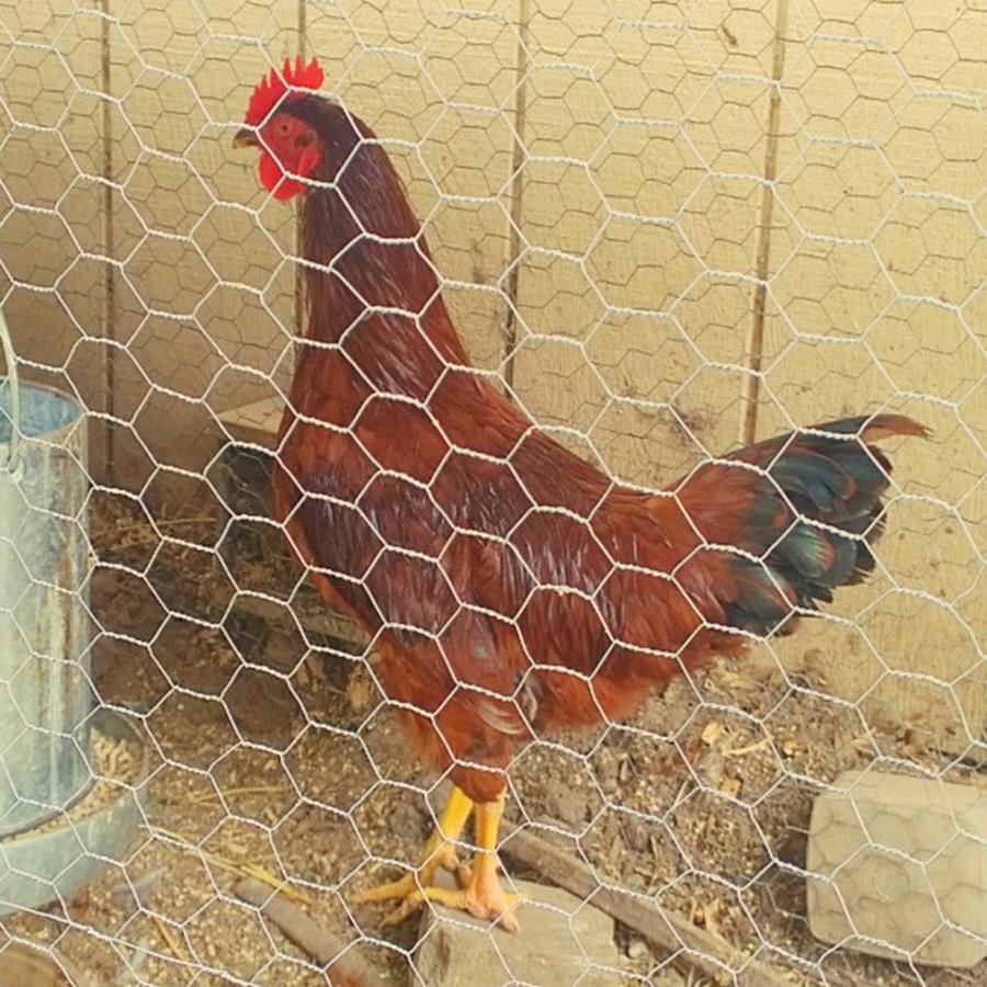 Rooster Photograph - #chicken In Da #coop 😊 #hen #rooster by Shari Warren