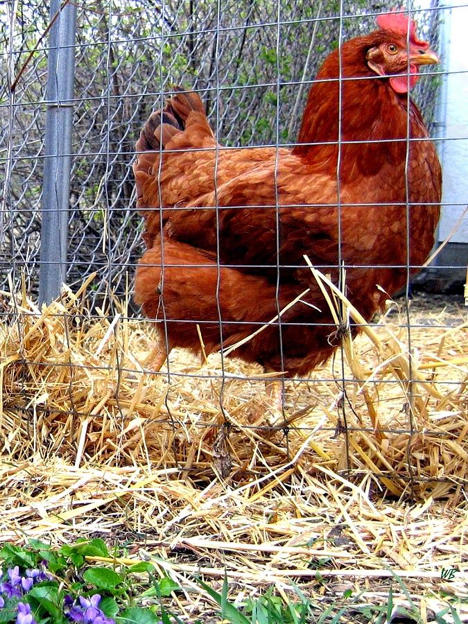 Chicken In The Straw Photograph by Will Borden