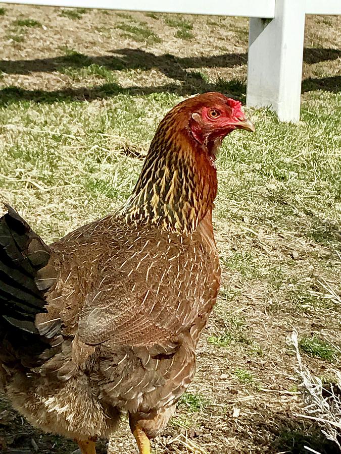 Chicken Photograph - Chicken by Monique Faella Chicken Photograph - Chicken by Monique Faella
