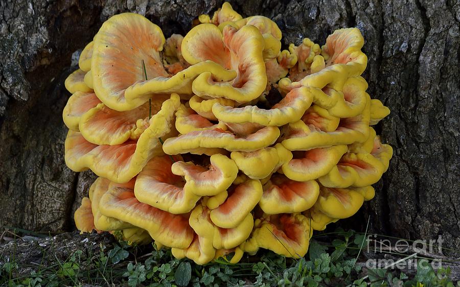 Chicken of the Woods Photograph by Randy Bodkins