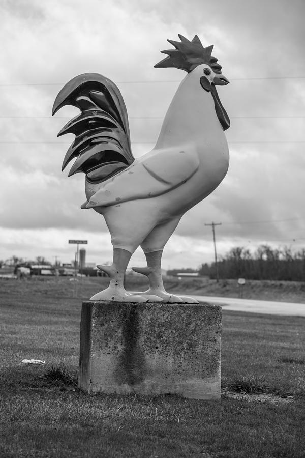 Chicken on side of the road  Photograph by John McGraw