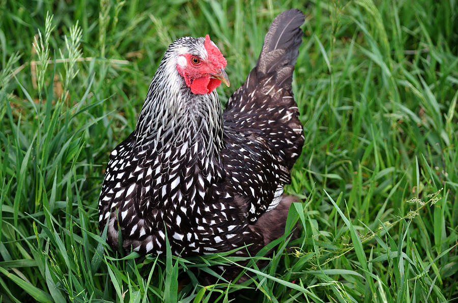 Chicken Photograph by Pamela Romjue - Fine Art America