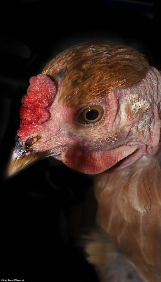Chicken Profile  Photograph by Debra Forand