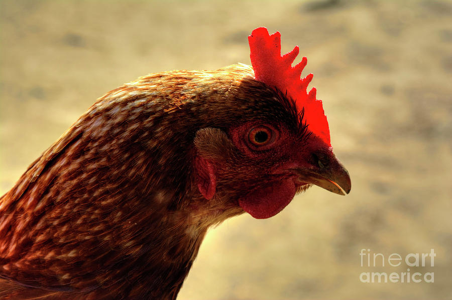 Chicken Photograph by FineArtRoyal Joshua Mimbs