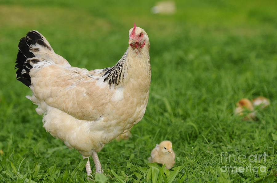 Chicken With Chicks Photograph by David & Micha Sheldon