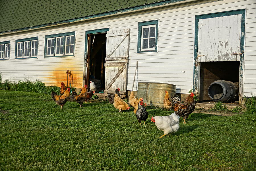 Chickens By The Barn Photograph by Steven Clipperton