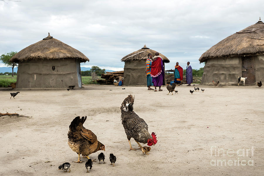 Chickens in a Maasai village in Tanzania Photograph by RicardMN Photography