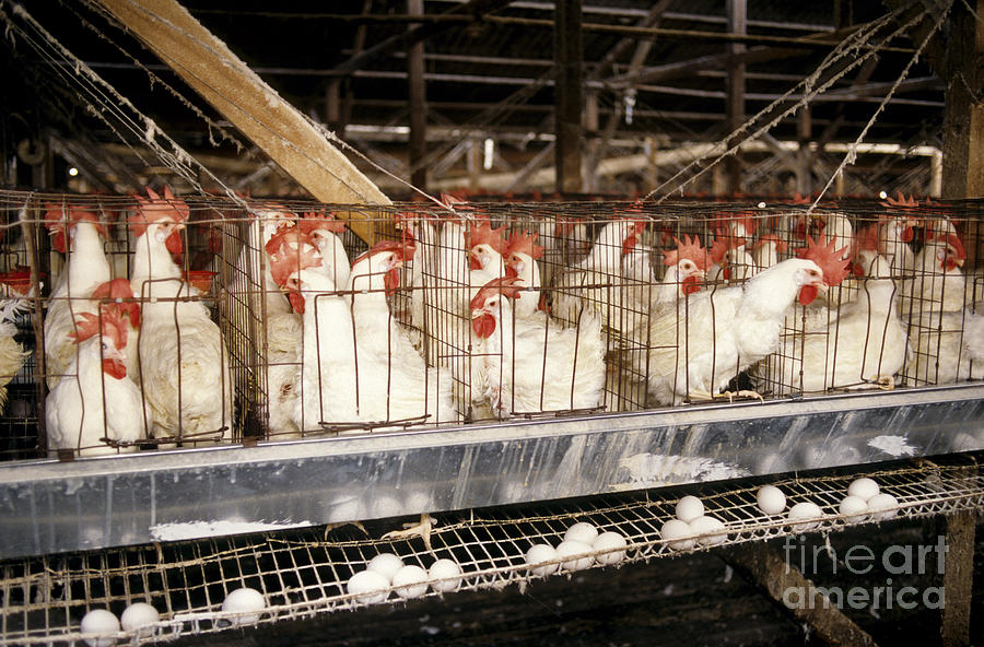 Chickens In Cages Photograph by Inga Spence