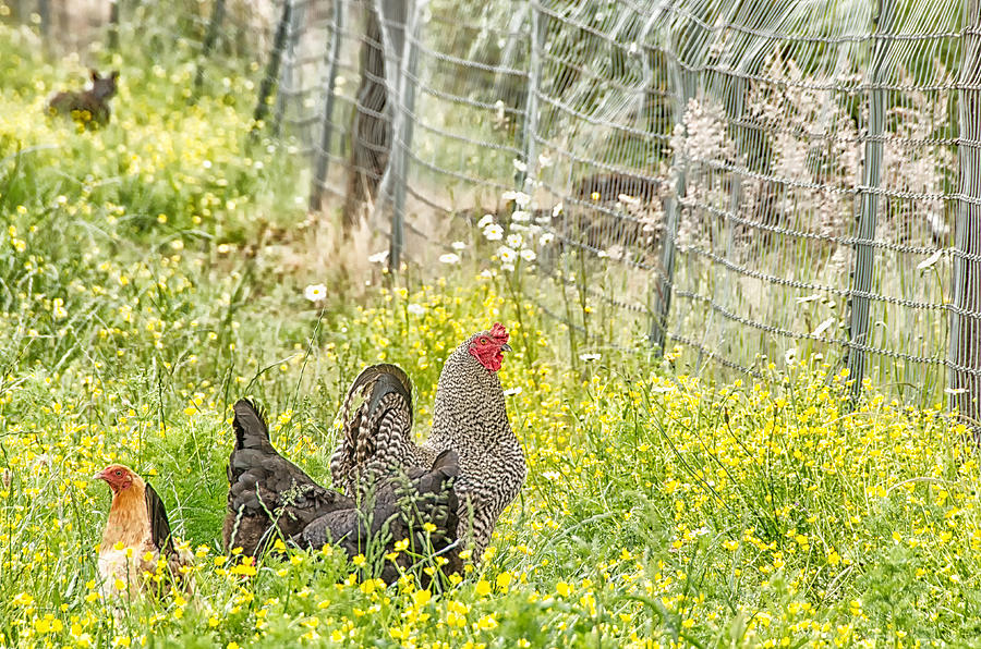 Chickens in the field Photograph by Debra Baldwin