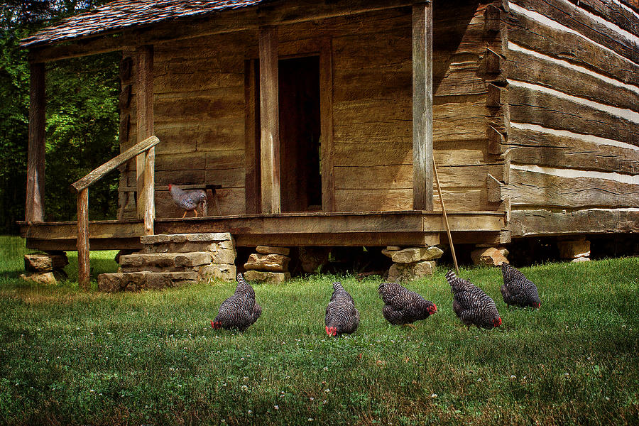 Farm Animals Photograph - Chickens - Log House - Farm by Nikolyn McDonald