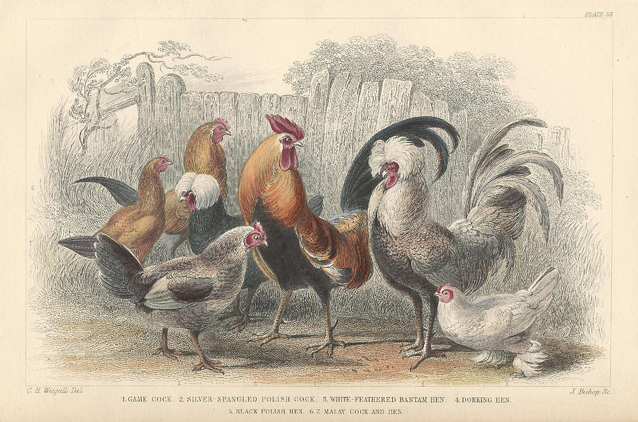 Chickens Drawing by Dreyer Wildlife Print Collections 