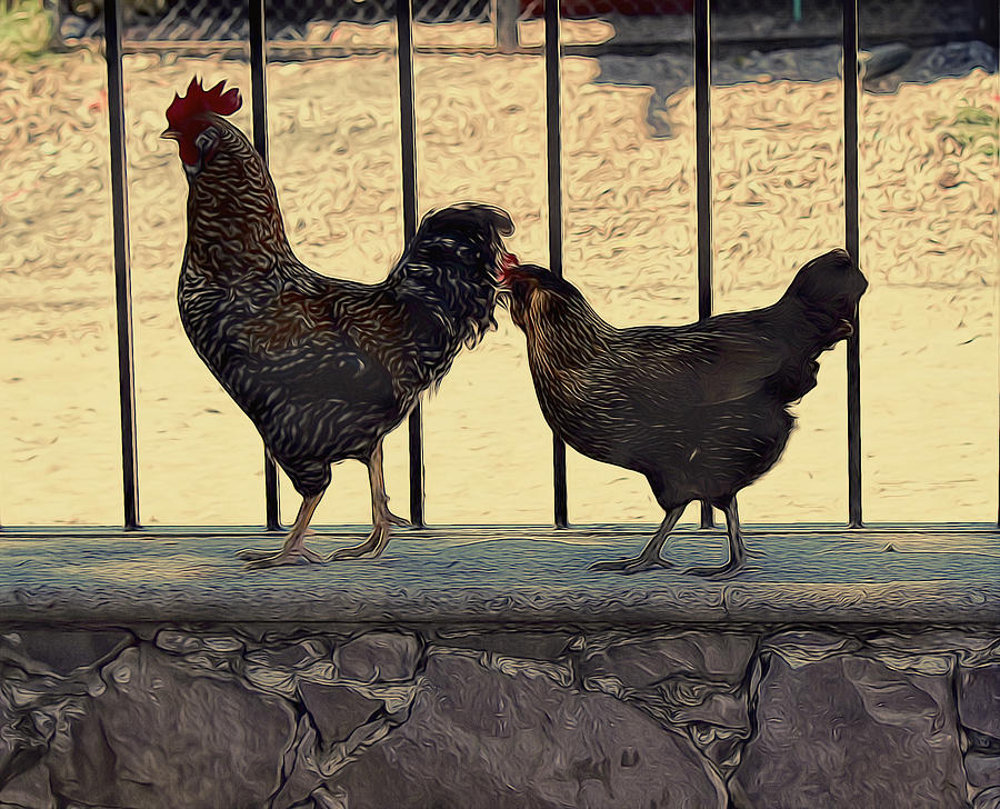 Chickens walking Photograph by Cathy Anderson