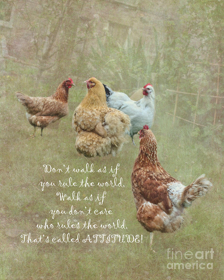 Chickens With Attitude Photograph