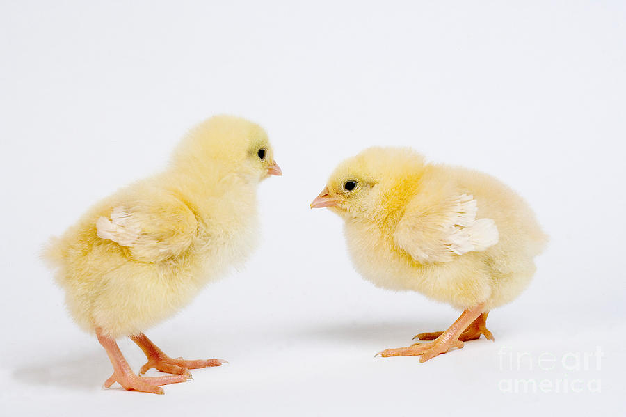 Chicks Photograph by Gerard Lacz