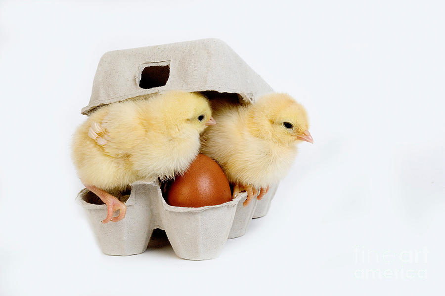 Chicks In Eggbox Photograph by Gerard Lacz