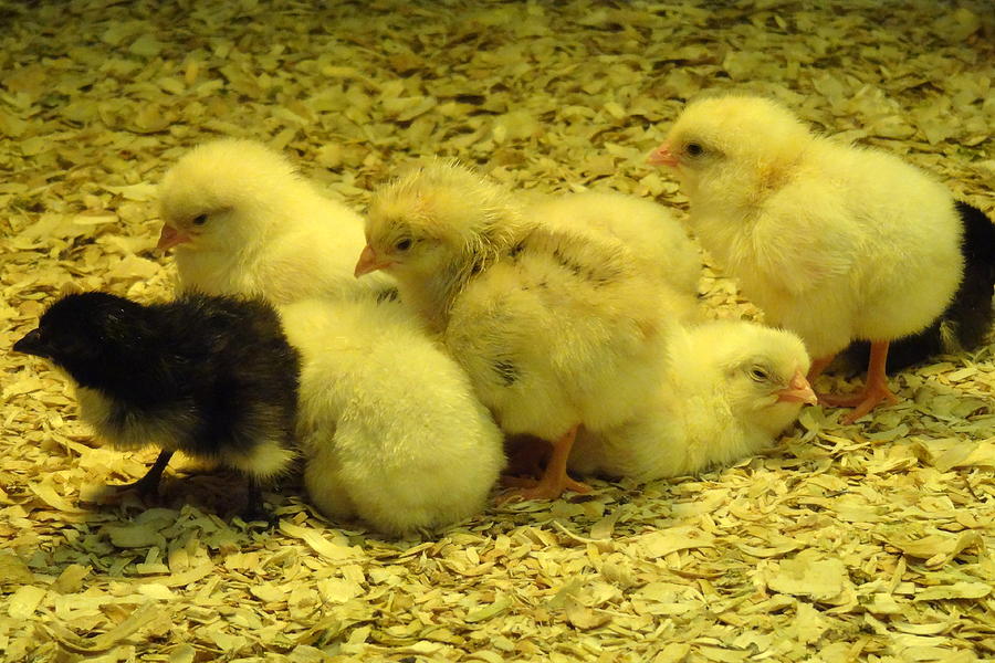 Baby Photograph - Chicks by Laurel Best