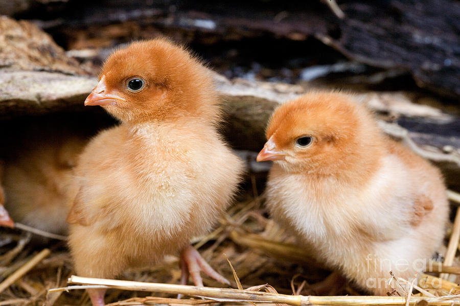 Chicks On Straw Photograph by Gerard Lacz