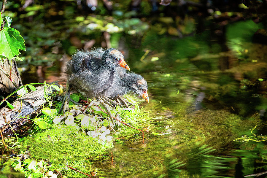 Nature Photograph - Chicks by Todd Ryburn