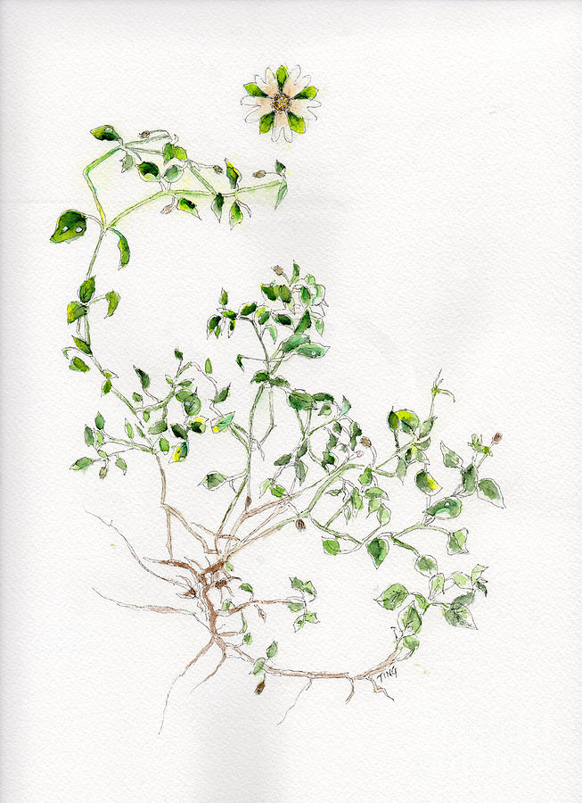 Chickweed Herb Painting by Doris Blessington