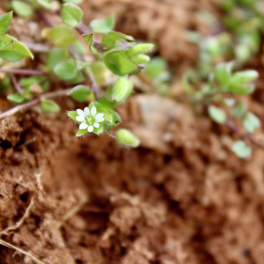Chickweed Mid Pull Photograph by M E