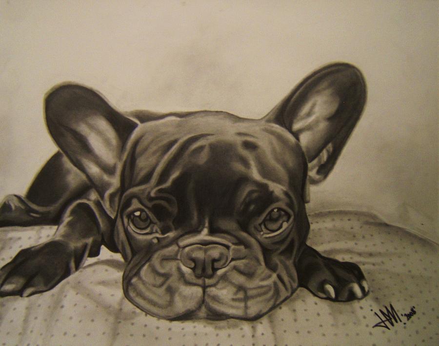 French Bulldog Drawing - Chico by Jenny Oz