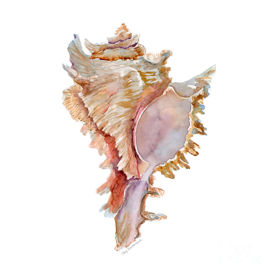 Shell Painting - Chicoreus Ramosus Shell by Amy Kirkpatrick