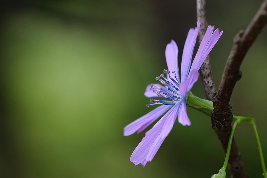 Chicory and Branch Photograph by Richard Patmore