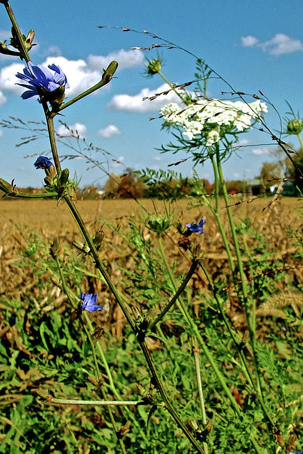 Chicory and Queen Annes Lace near New Lisbon Family Campground, Indiana Photograph by Ruth Hager
