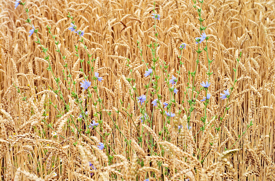 Chicory and Wheat Photo Photograph by Peter J Sucy
