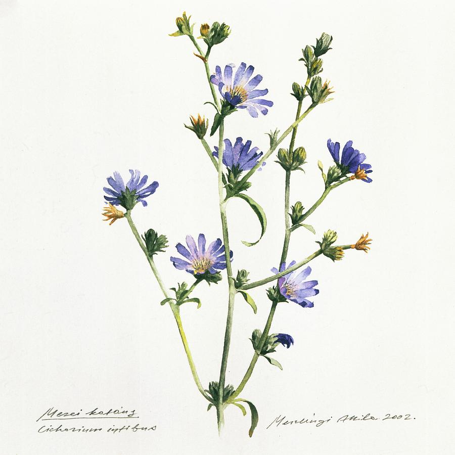 Chicory Painting by Attila Meszlenyi
