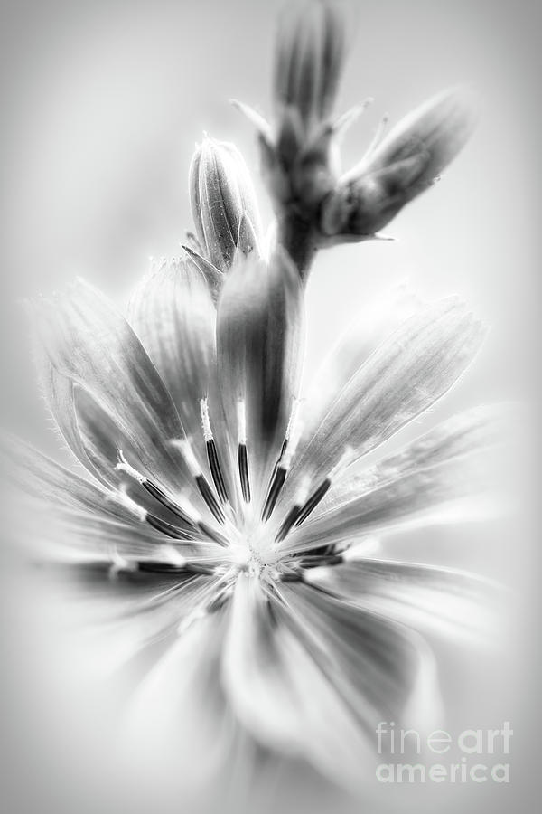 Chicory Black and White Photograph by Mellissa Ray